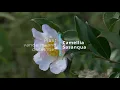 Download Lagu Cor van Gelderen over de Camellia sasanqua