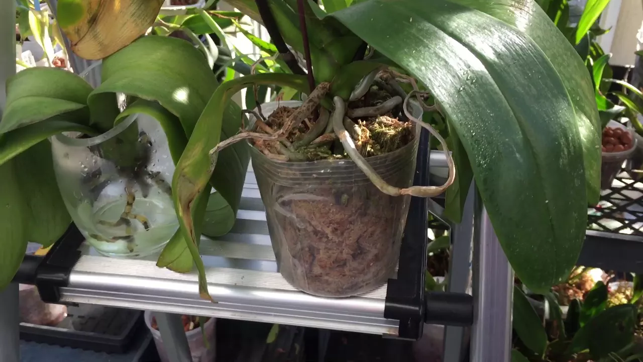 UPDATE ON WATER CULTURE VS SPHAGNUM MOSS FOR ORCHIDS