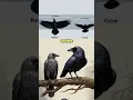 Download Lagu Gagak vs Gagak! Apa Bedanya?! 🐦‍⬛ #gagak #gagak