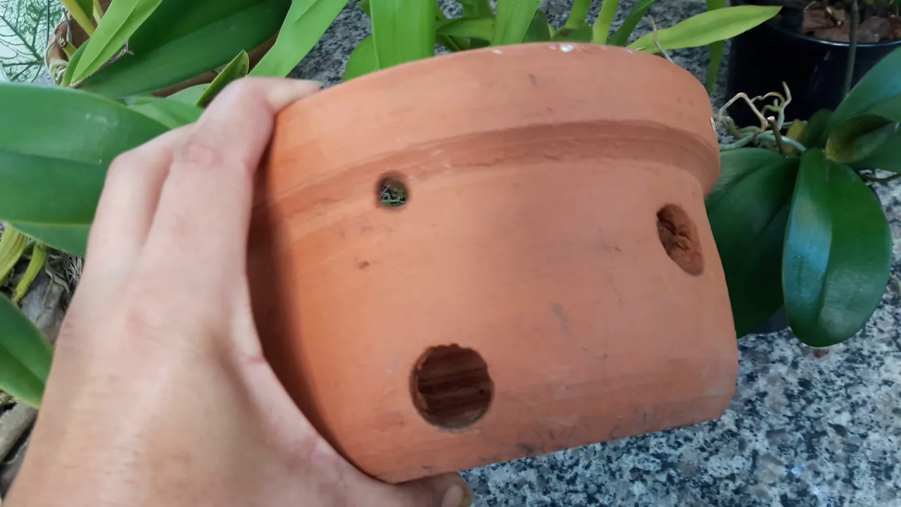 QUAL O MELHOR VASO PARA CULTIVAR ORQUÍDEAS