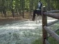 Horse for Sale on Craigslist
