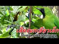 Download Lagu เสียงนกรวม เสียงเรียกนก เสียงนกเขียวเล็ก suara piket cucak ijo 3/2023 | birdwild chaiya