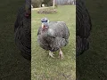 Download Lagu Pet Turkey Running For Hugs 🥰🦃 #turkeys #hugs #love