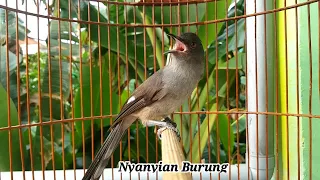 masteran murai air 100 nembak panjang