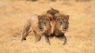 10 Most Incredible Two Headed Animals Ever Reported