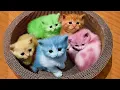 Download Lagu 1 Jam Video Tingkah Lucu Kucing Bikin Ketawa Ngakak #2 | Kucing Lucu Kumpulan | Video Hewan Lucu