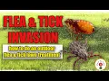 How to Get Rid of Fleas Ticks Outdoors FAST Proven DIY Lawn Treatment That Works