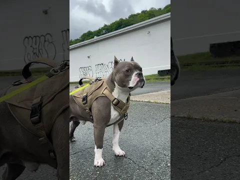 Pitbull ❌ Danger ⚠️ #dog #pitbulldog #shorts