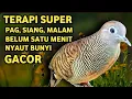 Download Lagu Suara Betina Ampuh - Perkutut Betina Memanggil Jantan || The female turtle dove calls the male