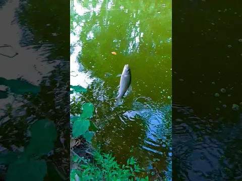 fishing with hook in a pond বরশি দিয়ে গ্রামের পুকুরে মাছ শিকার #মাছধরা #বরশি_দিয়ে_মাছ_ধরা #shorts
