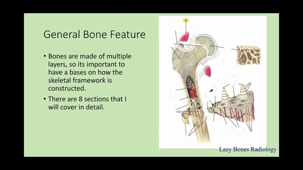 General bone features, classification, and bone markings episode 4 #LazyBonesRadiology