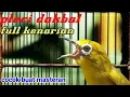 Download Lagu PLECI DAKBAL NEMBAK KENARI | masteran pleci Dakbal nembak kenari wit wit cerr