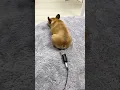 Download Lagu Fart Sound Effect | Puppy Fart Sound Funny Video #shorts
