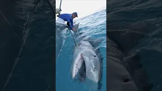 MASSIVE 1000lb Tiger Shark  MASSIVE 1000lb Tiger Shark