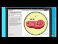 Cell Structure Gizmo Walkthrough Plant Animal Bacterial Cells Explained Compared