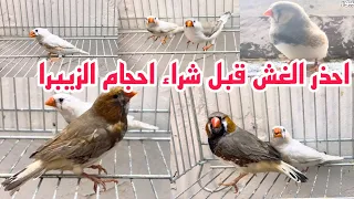 افضل مقارنة بين احجام الزيبرا الفنجس العادي والجامبو والسوبر جامبو والماكس احذر الغش عند الشراء 