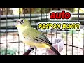 Download Lagu auto respon bunyi...!!! pleci ngalas manggil pleci lain.