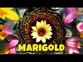 Download Lagu Marigold (low rez edit)