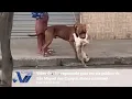 Download Lagu Vídeo de cão esganando gato em via pública de São Miguel dos Campos choca a internet
