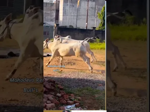 నువ్వా నేనా అన్నట్లు పరిగిస్తూన జతగాలు 🐎🐅. #subscribe