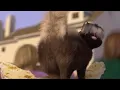 Over The Hedge Stella s Butt