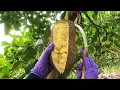 Three of the world's smelliest fruit cutting skills