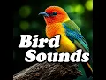 Bird Sounds: Quiet Meadow Whispering Peace