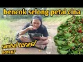 Download Lagu bencok selong petai cina