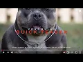 EXTREME POCKET BULLY KENNEL VENOMLINE QUICK TEASER