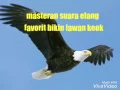 Download Lagu Masteran suara elang bikin keok lawan