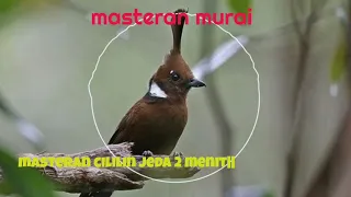 masteran cililin jeda 2 menit khusus murai batu
