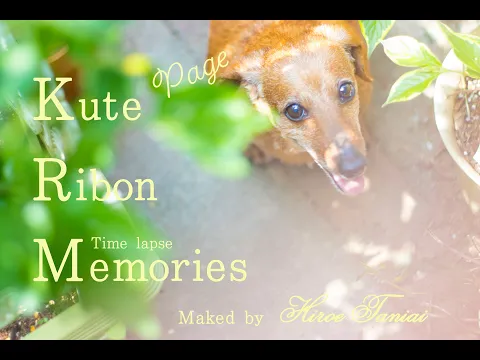 お店のPR動画・Instagramリール動画・結婚式前撮り・成人式前撮り撮影