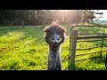 There s A WHAT In Our Pasture That s Definitely A First
