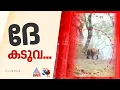 കരുവാരക്കുണ്ടിൽ കടുവ ഇറങ്ങി; കാട്ടിലേക്ക് തുരത്താനുള്ള നടപടികൾ ആരംഭിച്ചതായി ഡിഎഫ്ഒ | Tiger