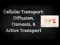 Cellular Transport