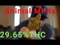 Animal Mints Strain