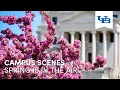 Spring is in the Air University at Buffalo
