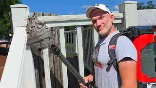 🚨Bald Faced Hornets Yellow Jackets Nest Removal! 🚨