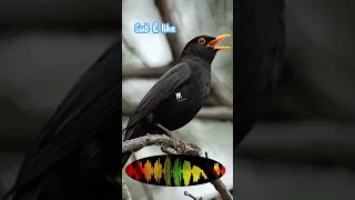 Blackbird Call صوت الشحرور  Blackbird Call صوت الشحرور