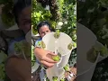 Download Lagu Vertical farming with 🌿basil #towergarden #basil #aeroponics #verticalfarming #gardening #farming