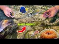 Download Lagu Bertemu Moray salju raksasa saat berburu ikan hias!