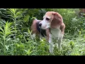 Download Lagu Beagle in the grass at dawn