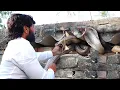 Download Lagu इसे कहते है सांपों के बिल में हाथ डालना, देखिए एक साथ नाग नागिन का रुद्र रूप..😱Very Angry Nag Nagin