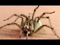 Venomous spiders in action! Black Widow and Funnel Spider in an EPIC encounter