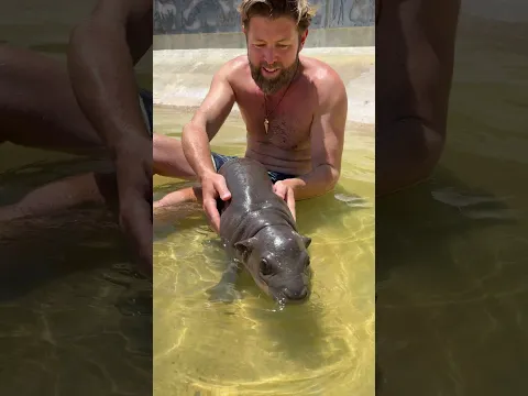 Teaching a Baby Hippo How To Swim
