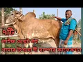 Lagu ০৮,০১,২৬ এর সাহিওয়াল সহ খামার উপযোগী দাঁতাল ৭টি কালেকশন 