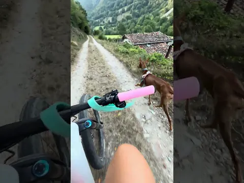 DESPASITO MI VIDA, QUE ME TIRAAAA✨🐶