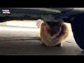 Download Lagu Een neergeschoten kat heeft eindelijk weer vertrouwen in de mens