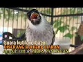 Lagu Suara Burung Kutilang Gacor ASLI Tanpa isian, Ampuh untuk Pikat Kutilang bikin kutilang Ribut gacor