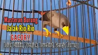 Download jalak rio rio gacor isian mewah cocok buat masteran \u0026 pancingan burung MP3